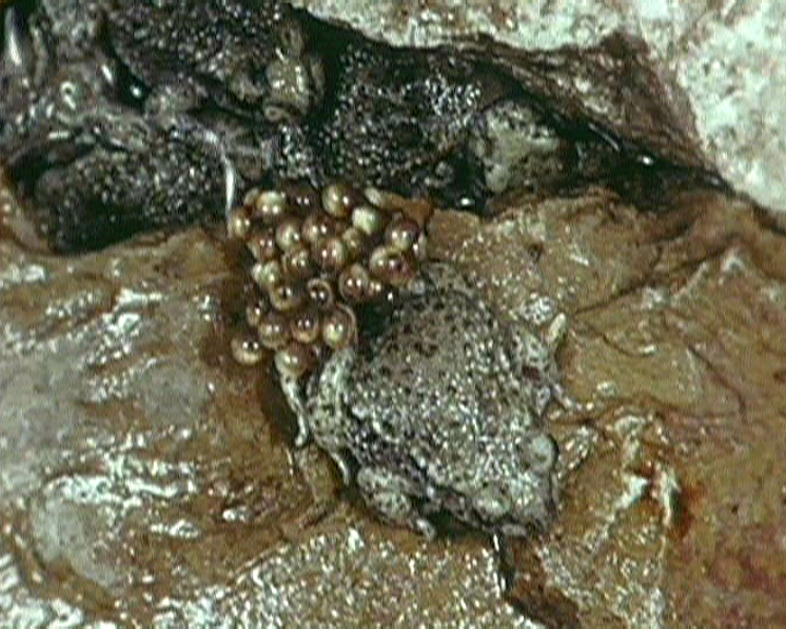 Alytes obstetricans