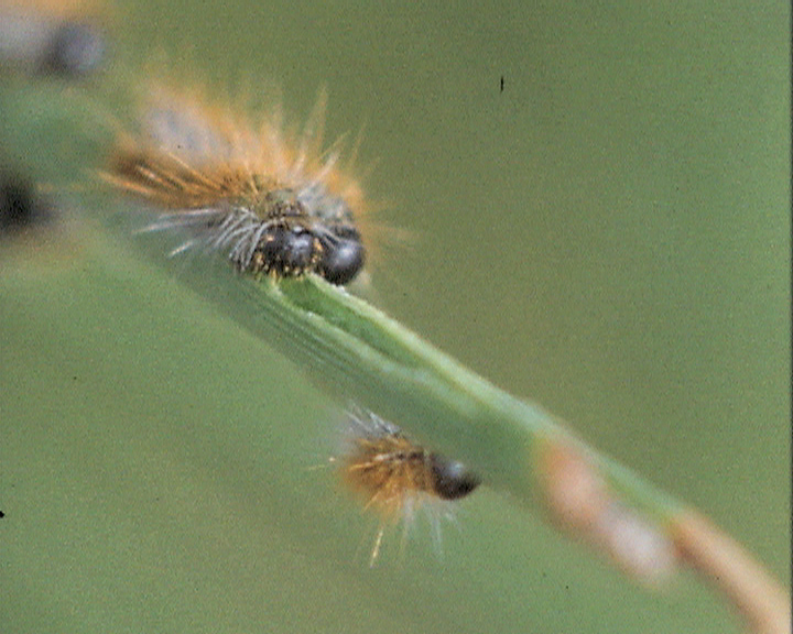 Biocoenose de la processionnaire du pin - Parasites et prédateurs