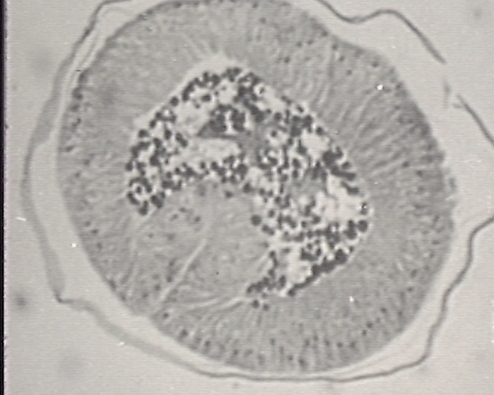 Développement de Drosophila melanogaster - Développement normal
