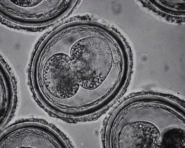 Développement de Parascaris equorum - Polarité de l'oeuf et mouvements des structures cellulaires