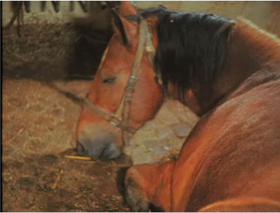 Etats de sommeil chez la vache et le cheval