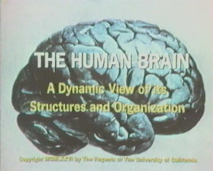 Le Cerveau humain
(The human brain)