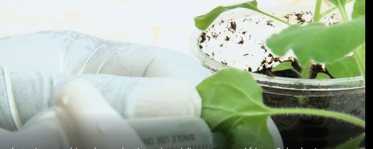 Les phytovirus: machine de production de médicaments en Afrique subsaharienne