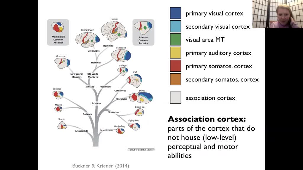 Language within the mosaic of social cognition