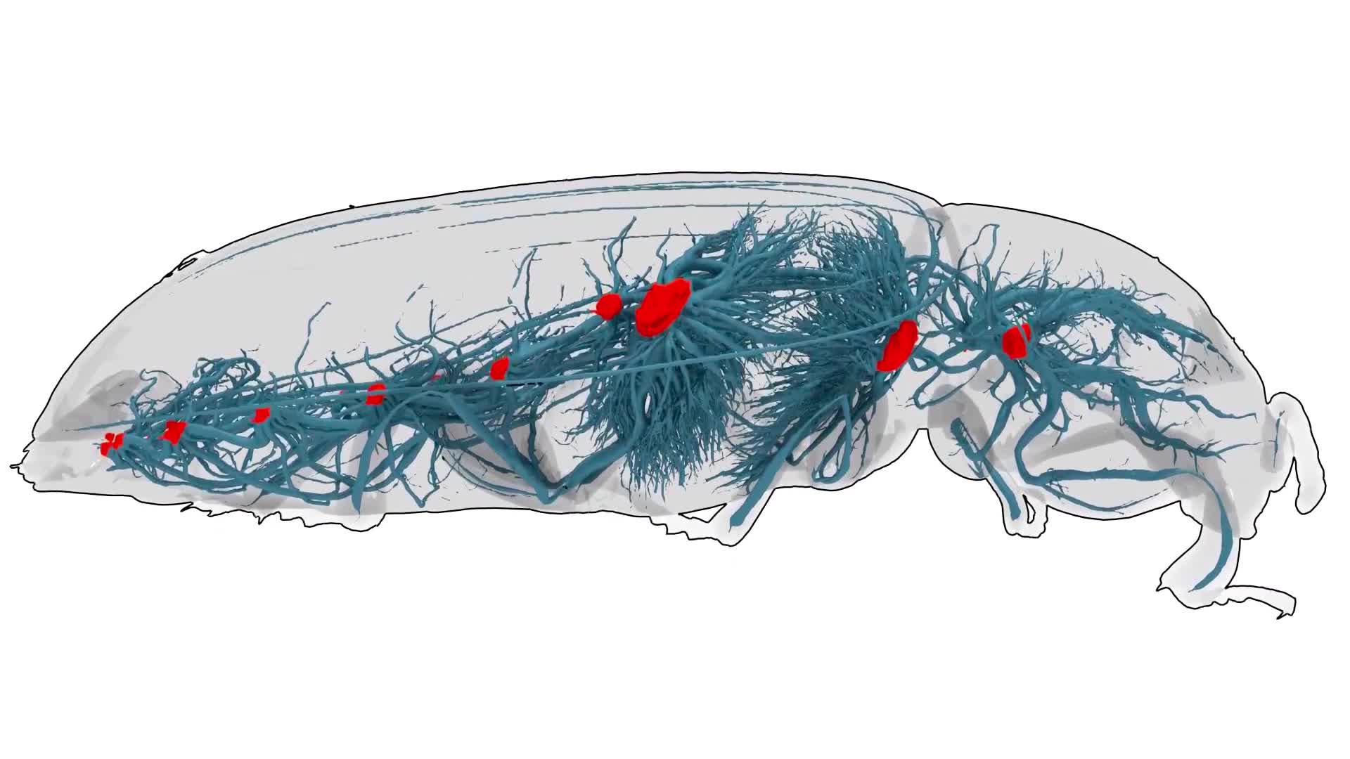 Le système respiratoire d'un insecte