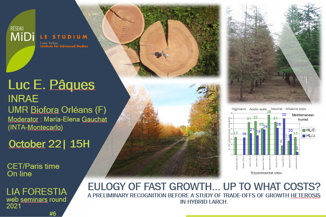 #6 Eulogy of fast growth… up to what costs?
A preliminary recognition before a study of trade-offs of growth heterosis in hybrid larch.