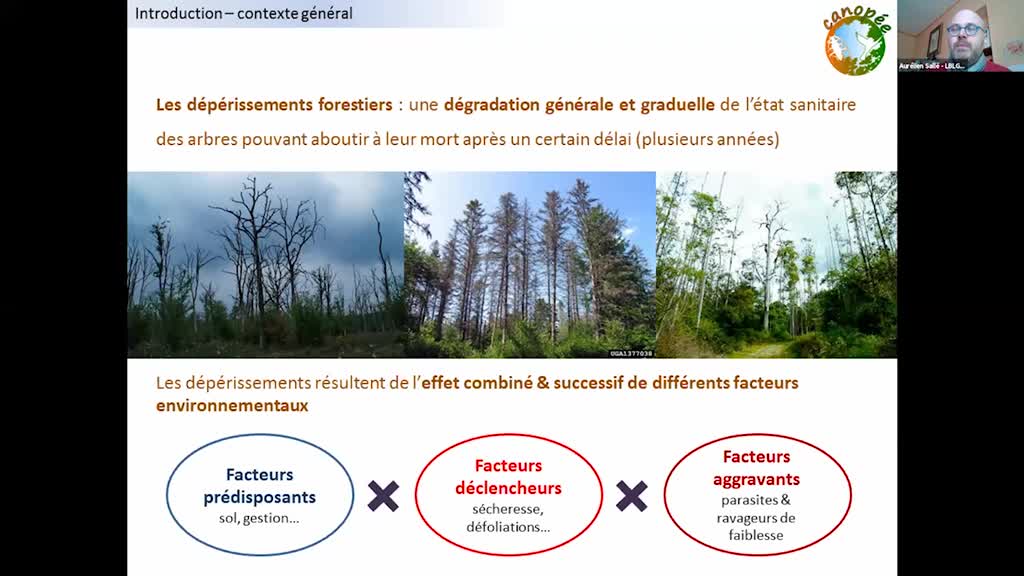 Projet CANOPEE - Biodiversité des insectes des canopés de chênes dépérissants