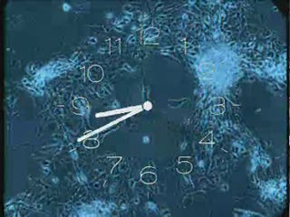 Le temps des neurones
