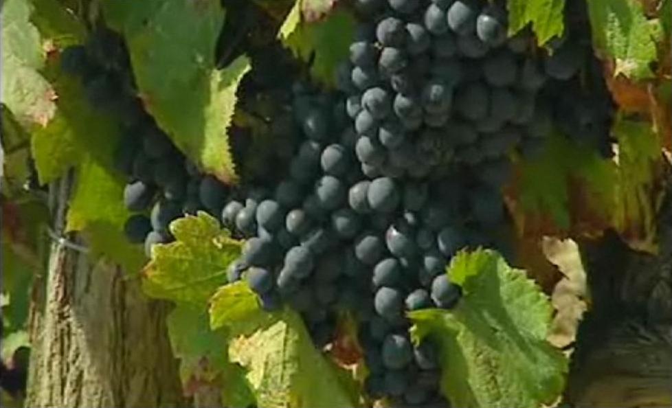 Vignobles en Midi-Pyrénées. Coteaux du Quercy : naissance d'un vignoble / Jean-Christian Tulet