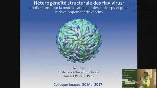 Epitope-focused vaccine design to protect against Zika and dengue virus simultaneously